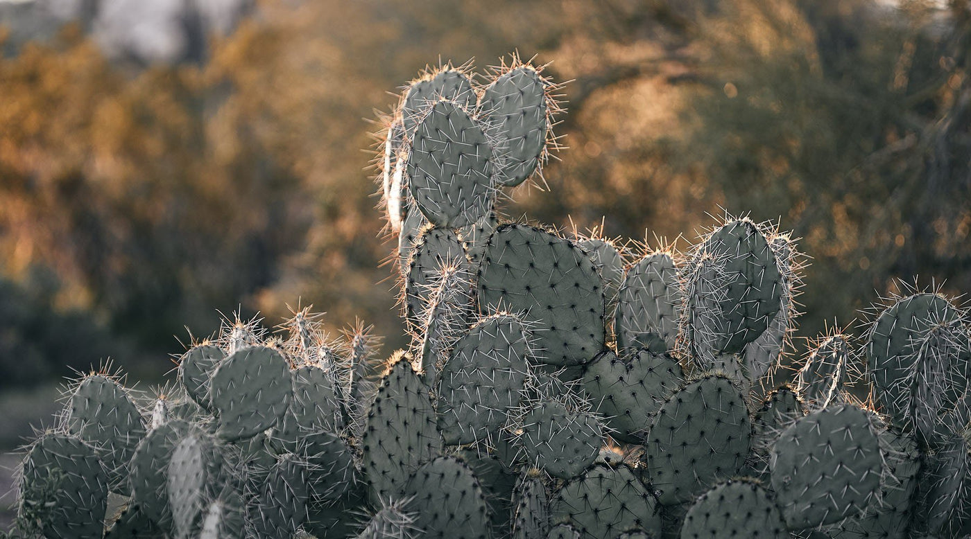 Triangles & Mini Check